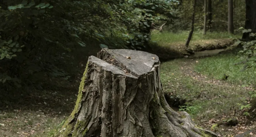 stump grinding removal holland tx