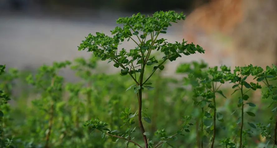 tree transplanting services holland tx