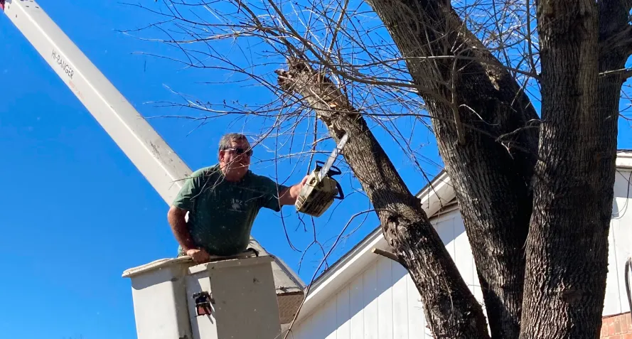 tree trim services holland tx tree trim services holland tx