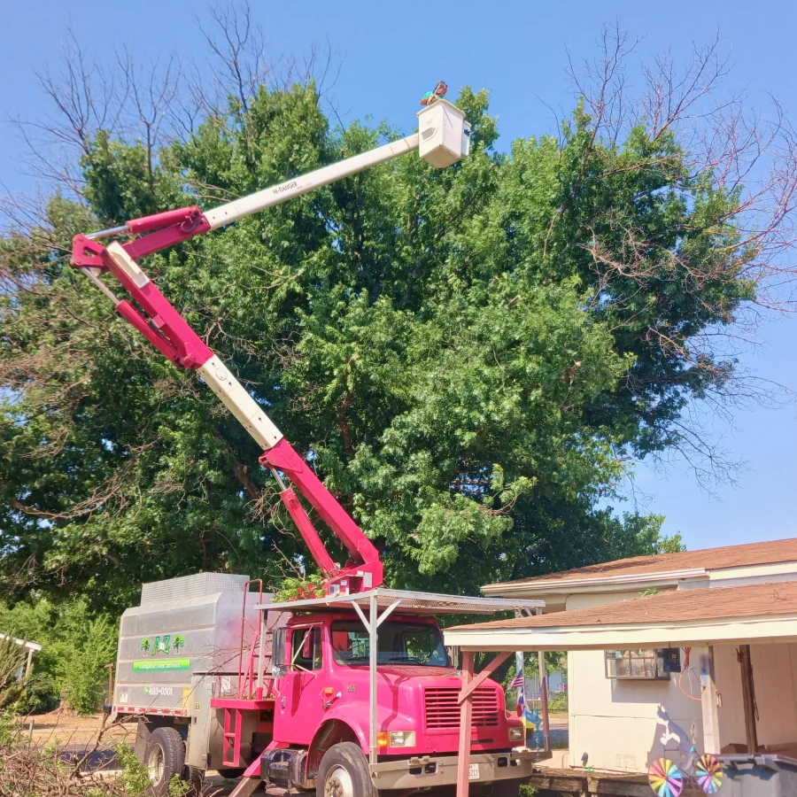 Tree Services