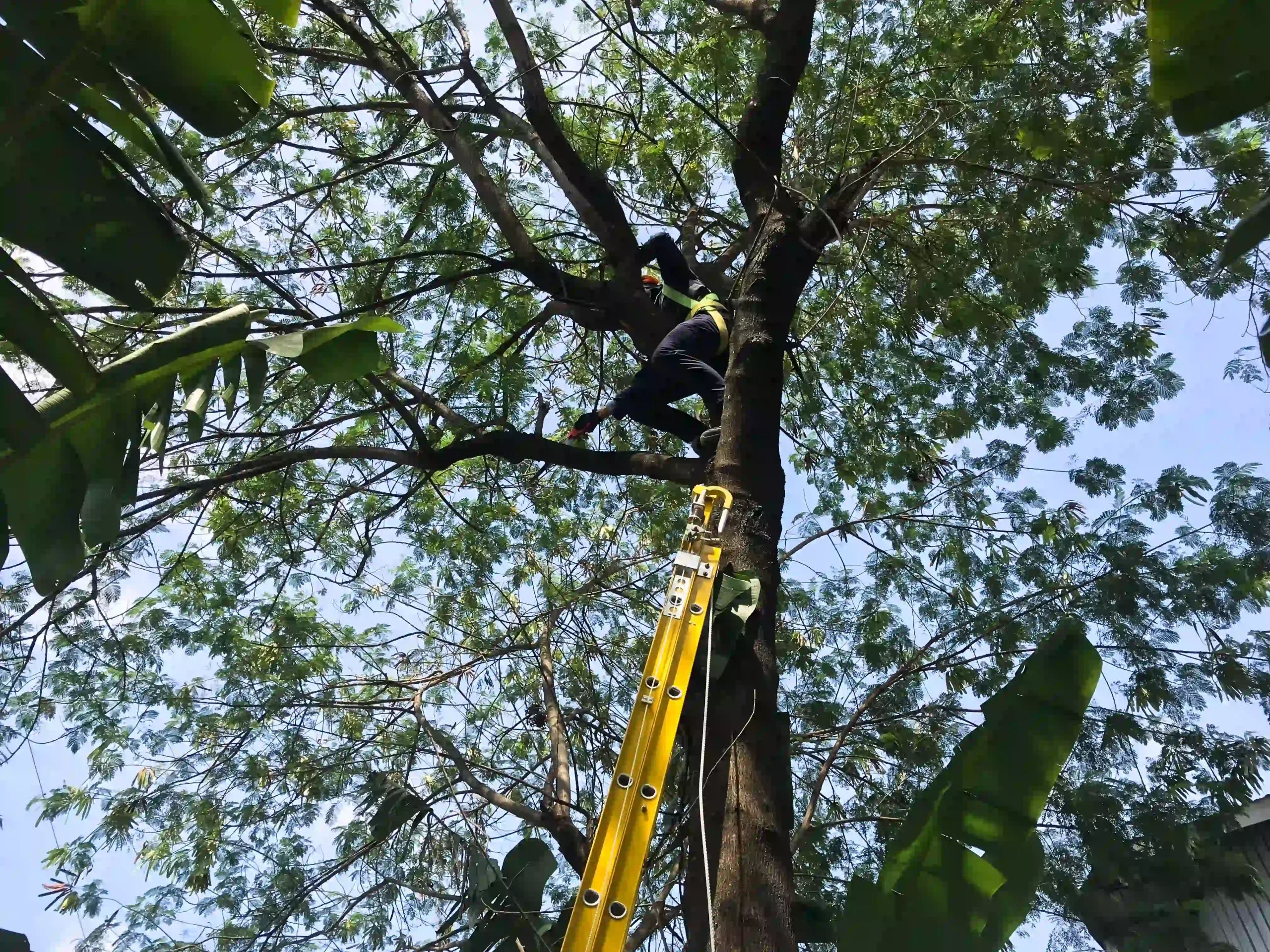 someone is pruning a tree by using a hacksaw free photo